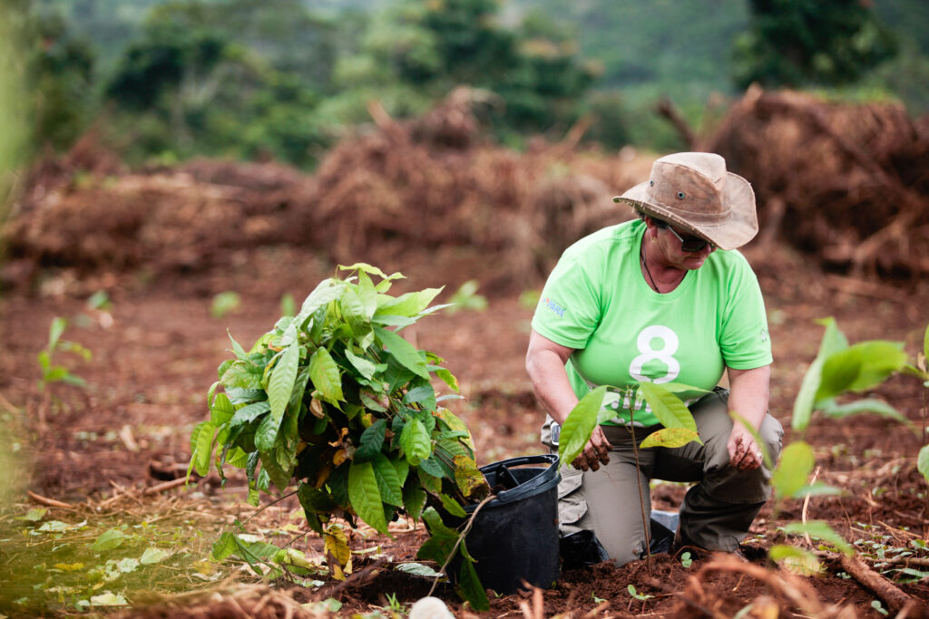 Lei federal sobre cacau amplia linha de crédito para setor