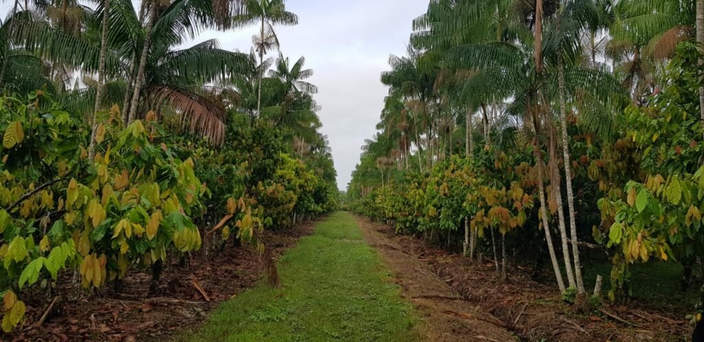 Plantio de açaí em sistema agroflorestal, com o cacau, em Tomé-Açu (PA). Foto: Camta