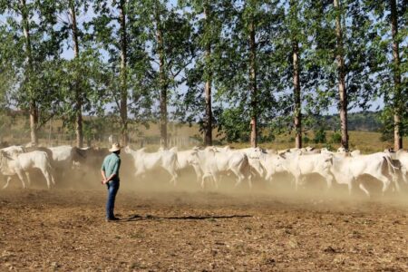 No Dia da Pecuária, relatório da FAO destaca tecnologia brasileira