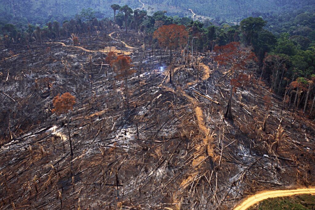 Pará é o Estado que mais desmata pelo 5° mês consecutivo, diz Imazon