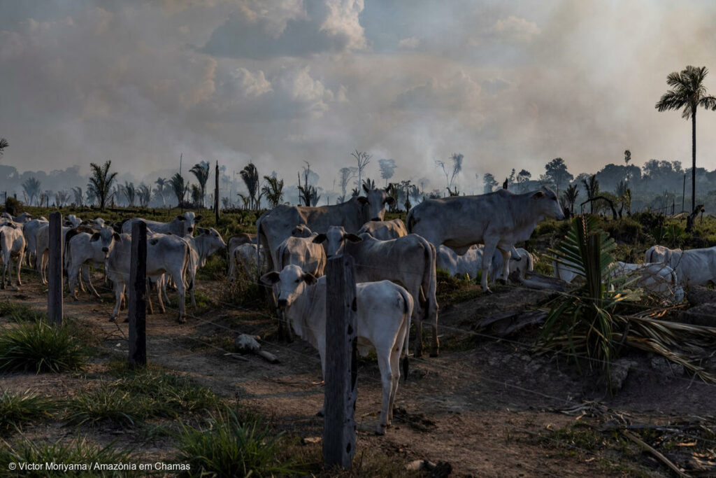 Desmatamento da Amazônia é mais impactado por consumo interno do que por exportações