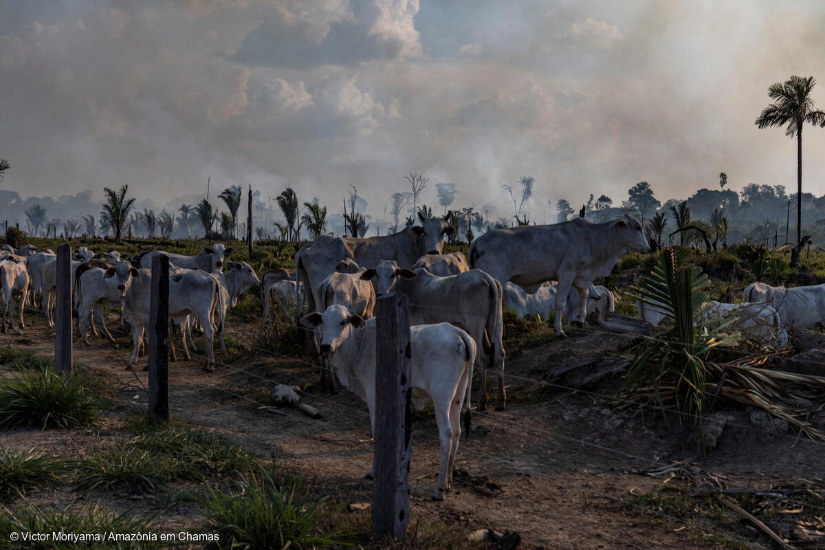 Estudo mostra que as é o estado com maior área de terras públicas  'sem destinação' na Amazônia Legal, as