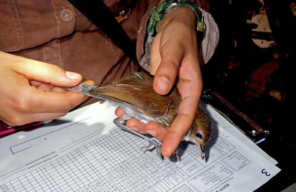 Mudanças climáticas alteram peso e asas de aves na Amazônia, diz pesquisa