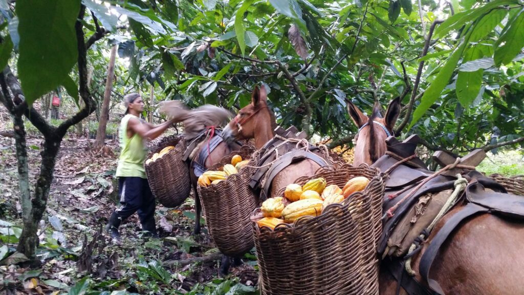 Sistemas agroflorestais com maior diversificação de culturas rendem mais ao produtor, diz pesquisa