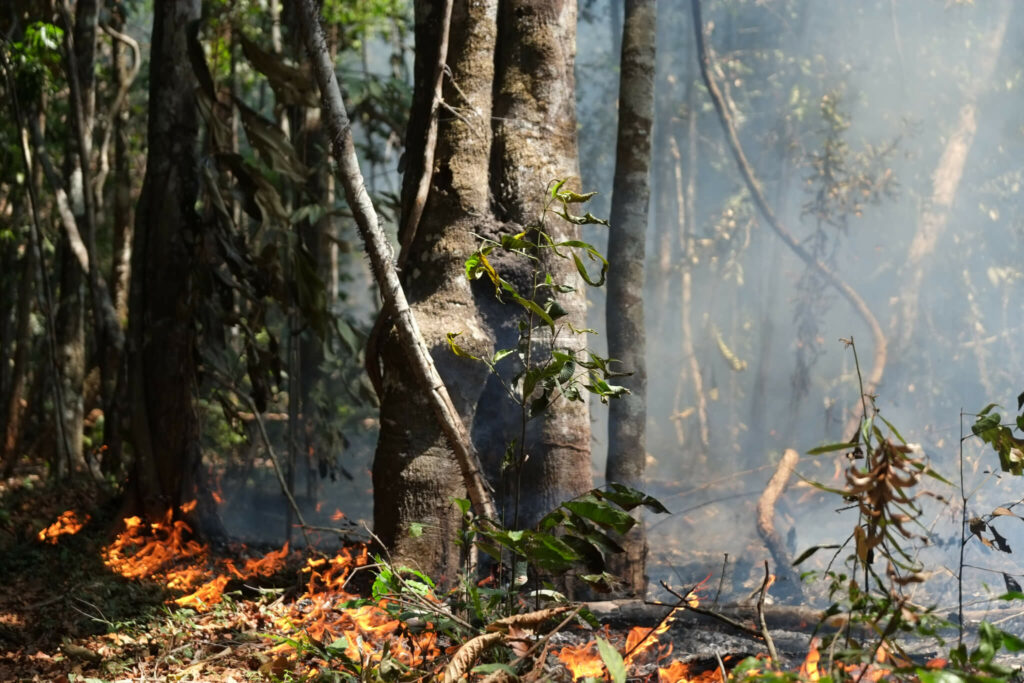 COP26: Destruição em terras públicas é o ‘principal câncer do desmatamento no Brasil’