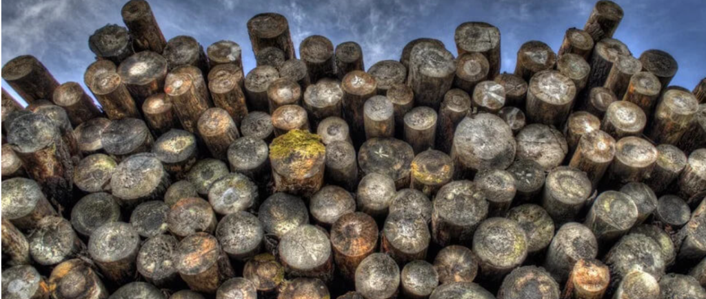 Invasões de terras públicas criam novo polos de desmatamento na Amazônia