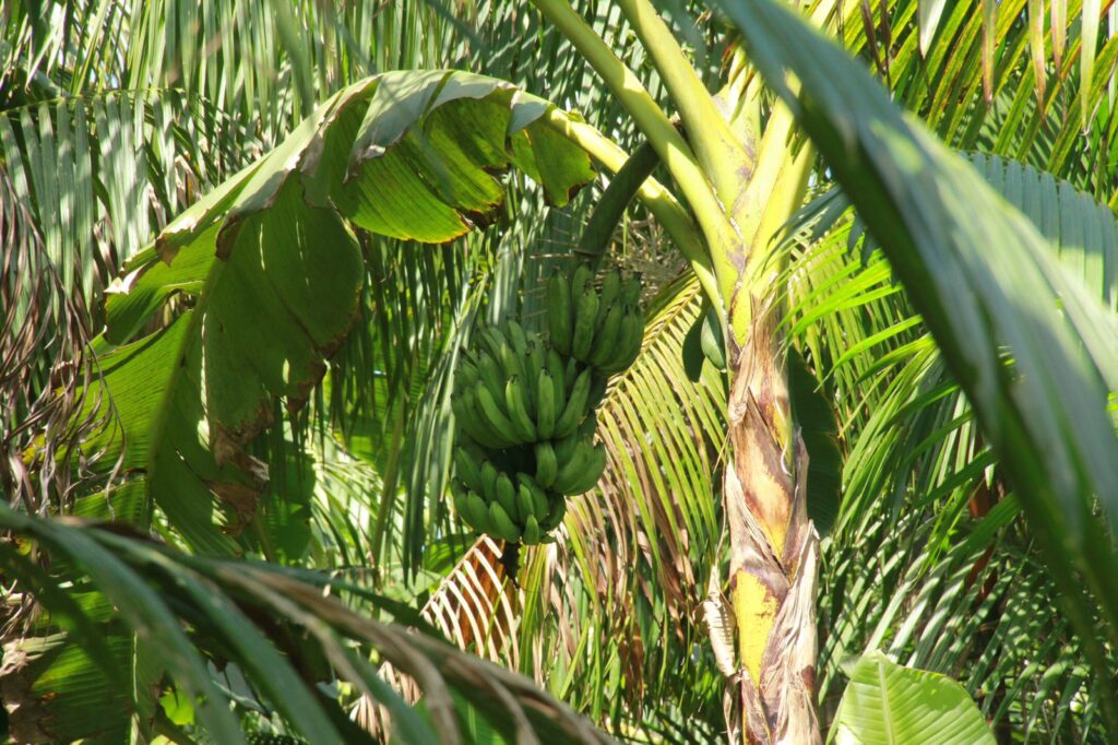 Conheça as vantagens do modelo produtivo Safruti