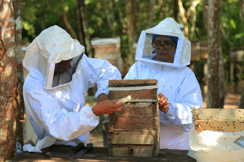 Avanço de projeto de mel na Resex Tapajós-Arapiuns mantém produtores na floresta
