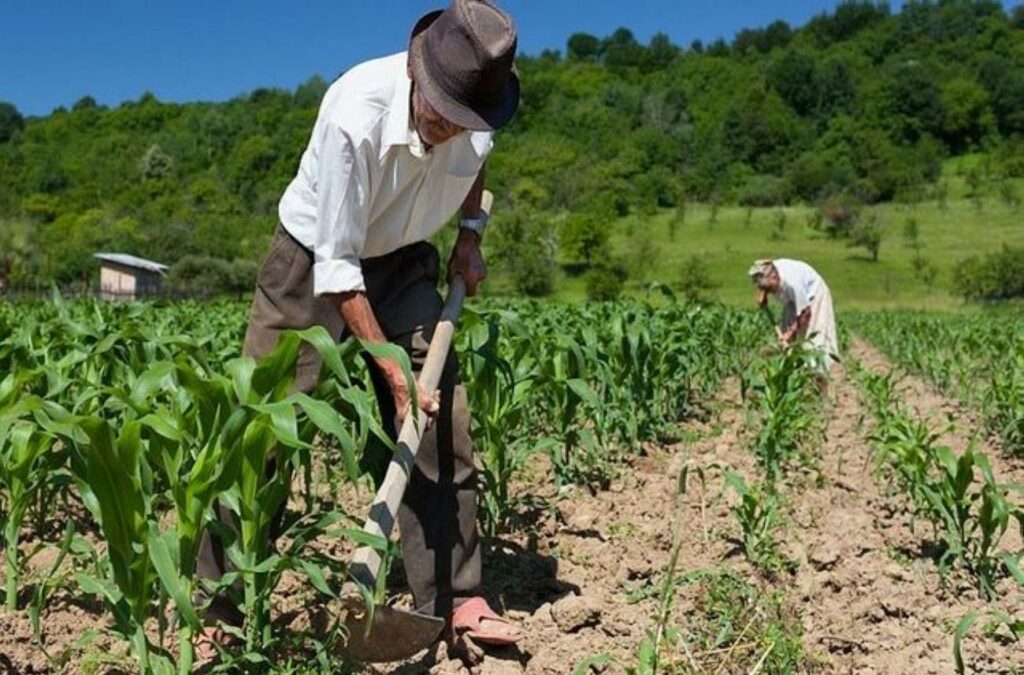 Dia do Agricultor celebra força de homens e mulheres que alimentam o Brasil