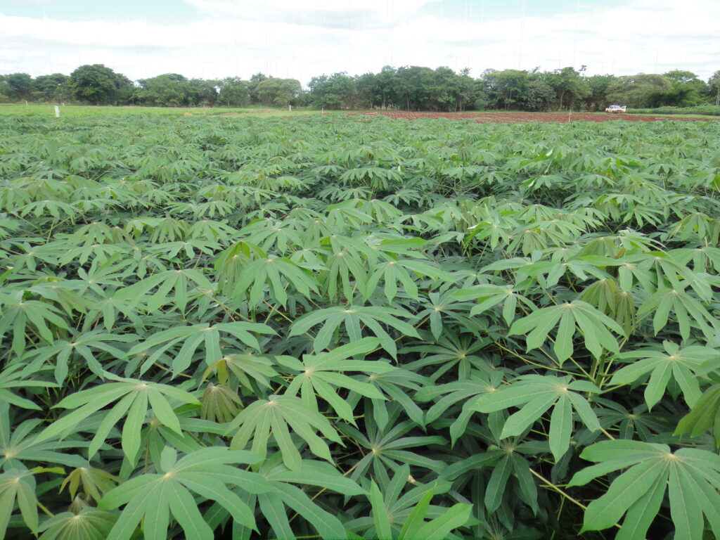 Edital Amazônia+10 destinará R$ 52 milhões para projetos de pesquisa colaborativa