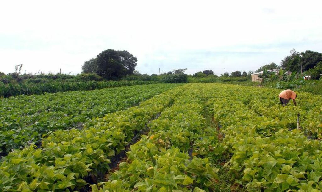 Indenizações de seguro rural atingiram R$ 7,7 bilhões no primeiro semestre de 2022