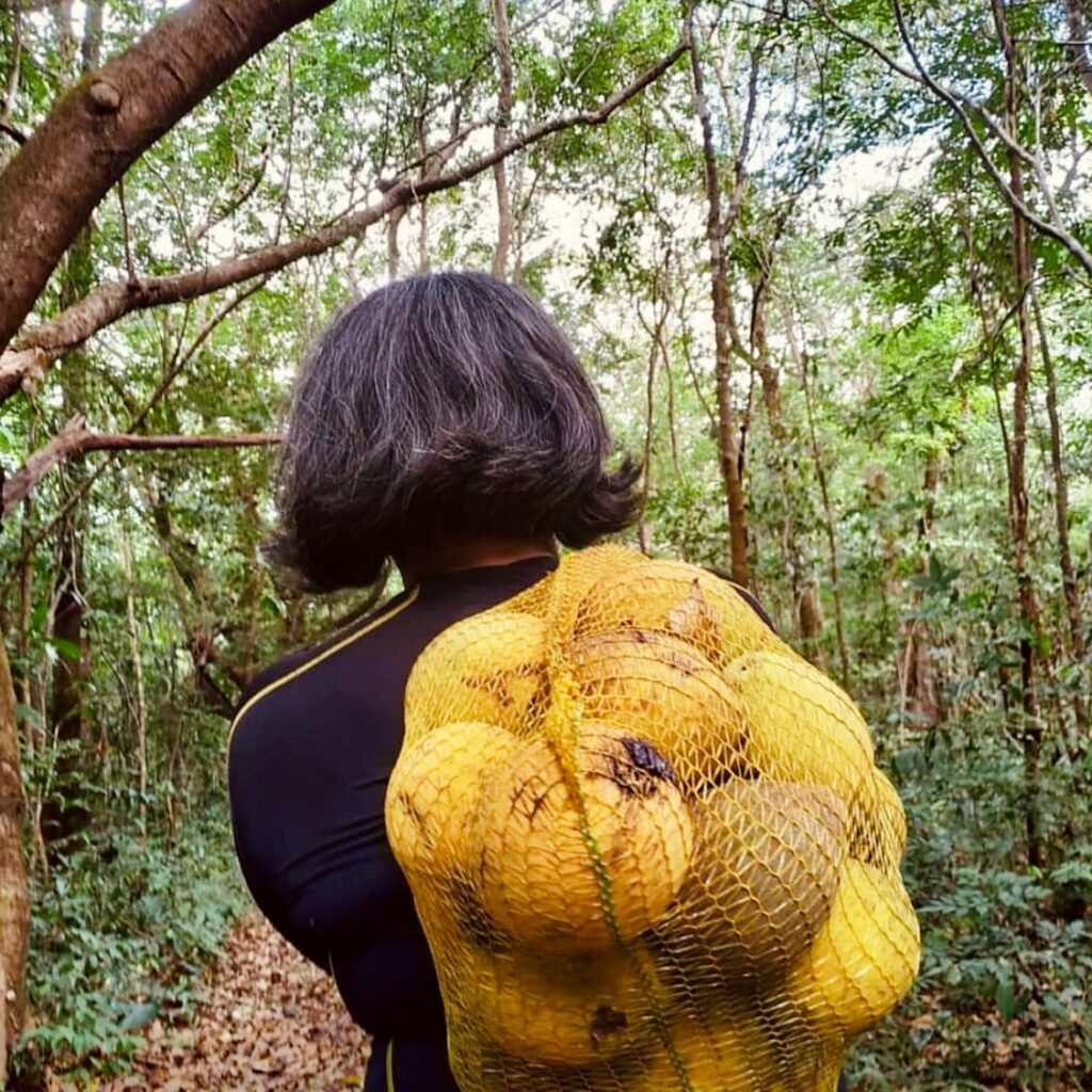 Em Augusto Corrêa, Fazenda Bacuri vence obstáculos com agroindústria de produtos certificados