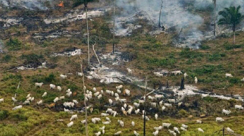 Alemanha alerta que desmatamento pode emperrar cooperação com Brasil em  outras áreas