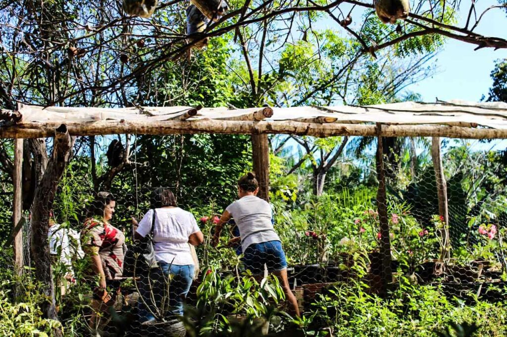 Dia do Agricultor Familiar,  alicerce que alimenta o Brasil