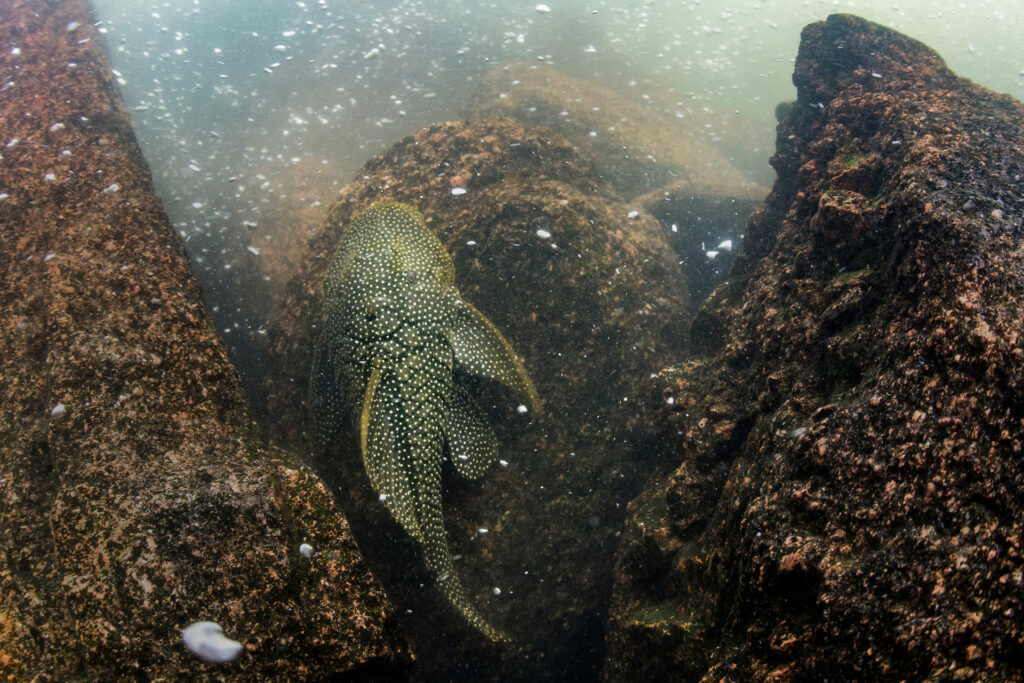 Afetados por Belo Monte, acari-amarelo e acari-zebra agonizam na beira do rio Xingu