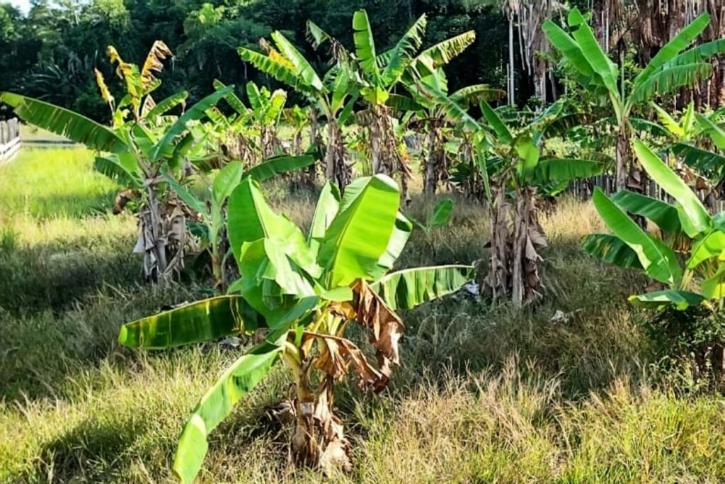 Pesquisador ganha prêmio por desenvolver método de controle da sigatoka-negra nas bananeiras