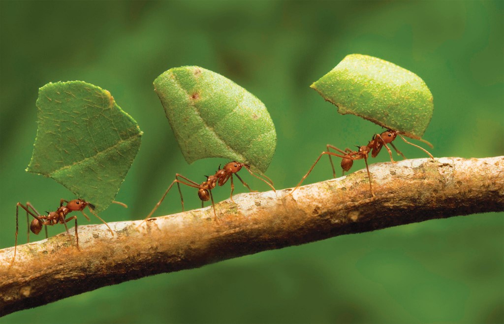 The Last of Us: Fungo Cordyceps é real e existe no Brasil