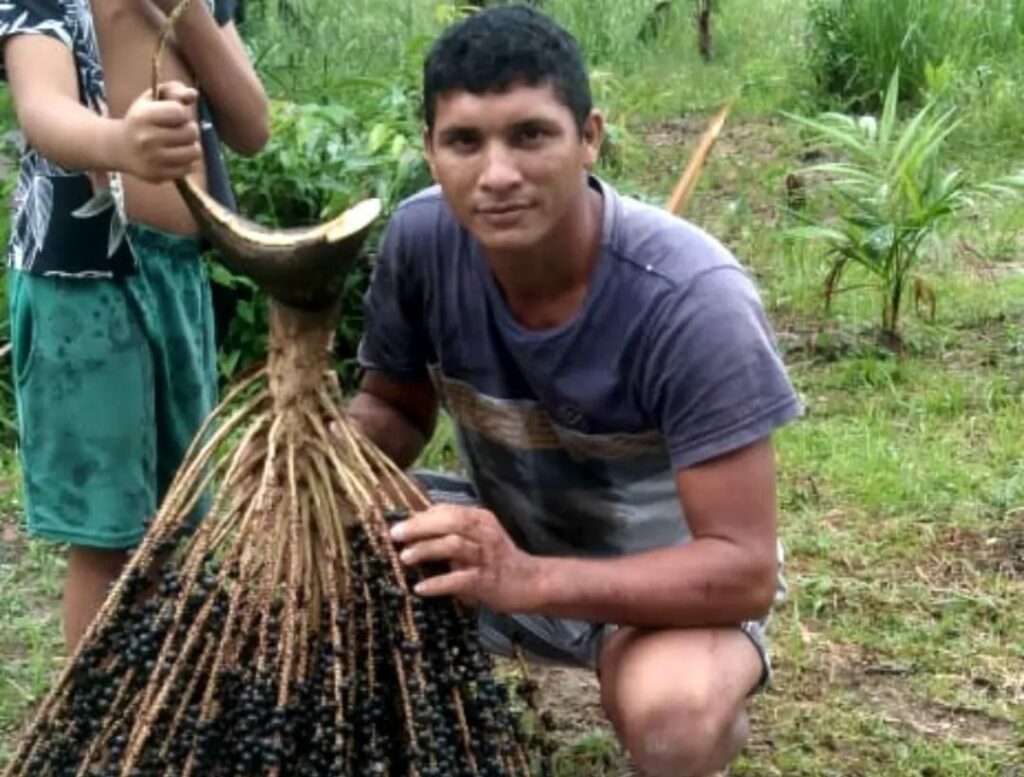 Casal de produtores rurais de Marajó extrai 14 litros de açaí grosso de uma única palmeira