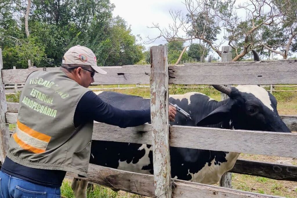Primeira etapa da campanha da vacinação contra a febre aftosa em Faro e Terra Santa se encerra dia 30