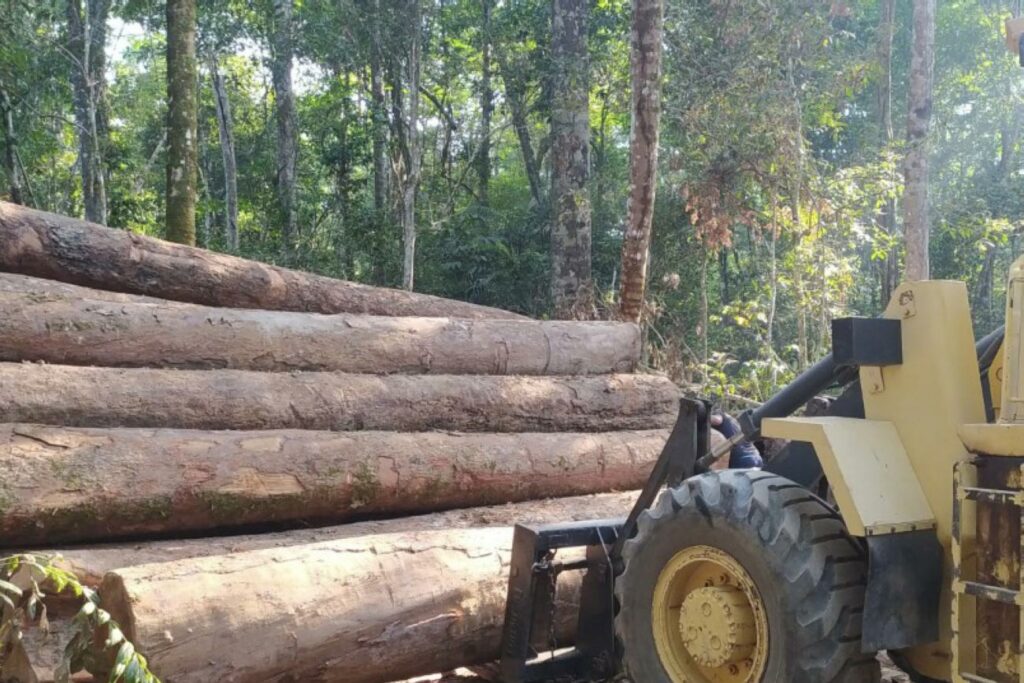 Licença para madeireira em território quilombola ameaça paraíso da bioeconomia em Oriximiná