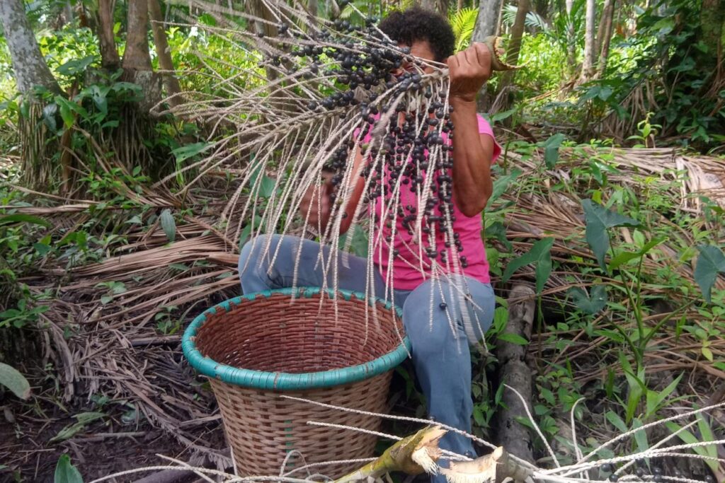 Em Belém, encontro debate manejo sustentável do açaí