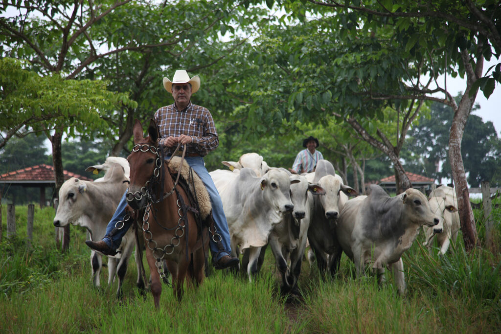 Floresta nativa preservada protege gado do calor extremo em fazenda de Paragominas