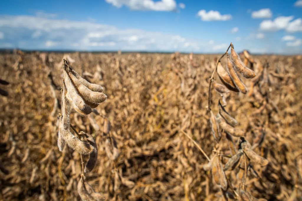 Crise climática impacta projeções do PIB brasileiro para 2024