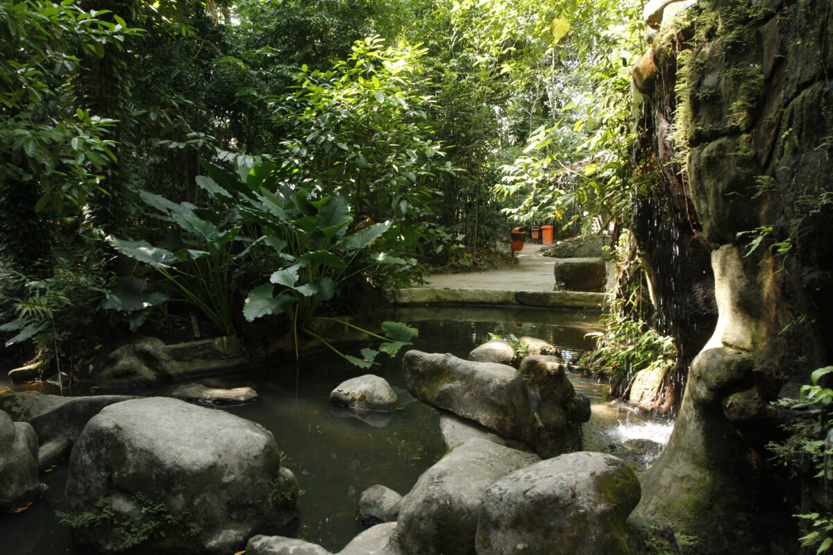 Exemplares Da Biodiversidade Amaz nica Sobrevivem Em reas Verdes De exemplares-da-biodiversidade-amaz-nica-sobrevivem-em-reas-verdes-de