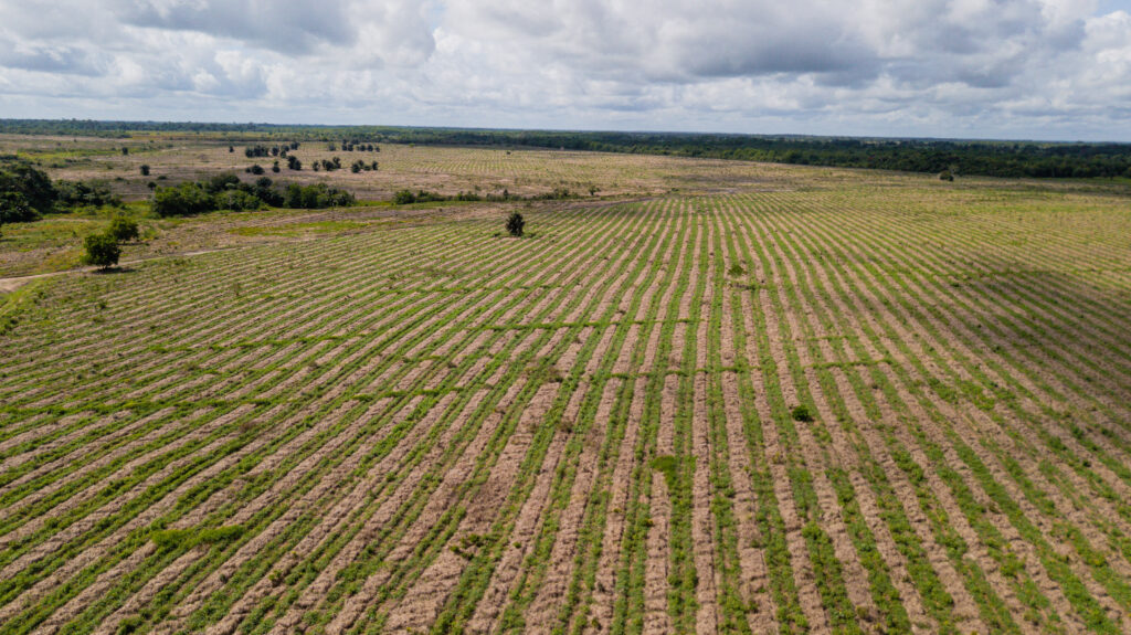 COP28: Acordo histórico garante plantio de 30 milhões de árvores na Amazônia