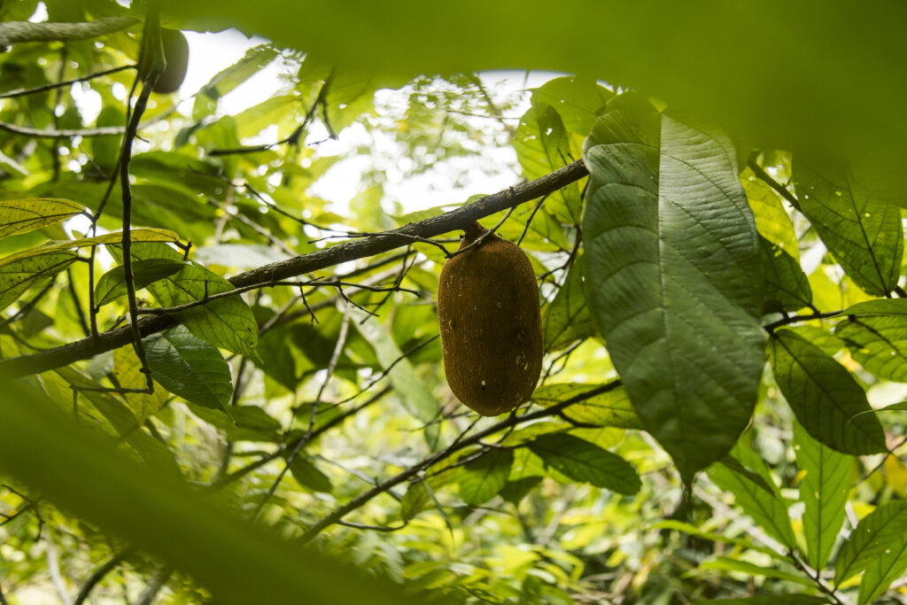 Plantio de cupuaçu ajuda na recuperação florestal no nordeste paraense