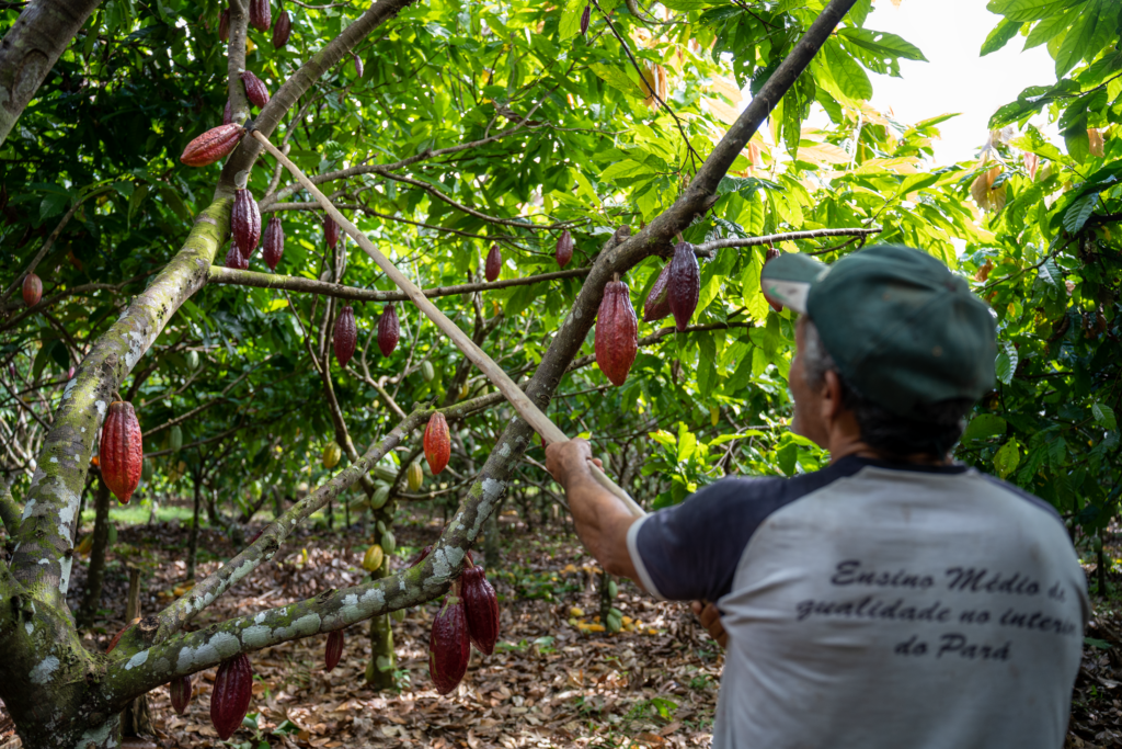 Rota turística valoriza cadeia produtiva do cacau e do chocolate na região da Transamazônica e Xingu