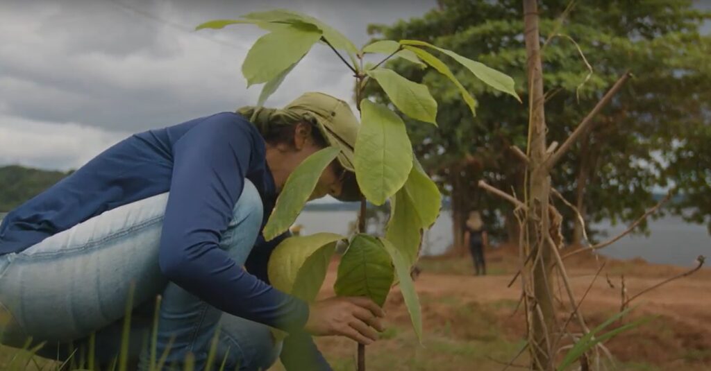 Técnica desenvolvida em Altamira pode acelerar restauração de áreas degradadas