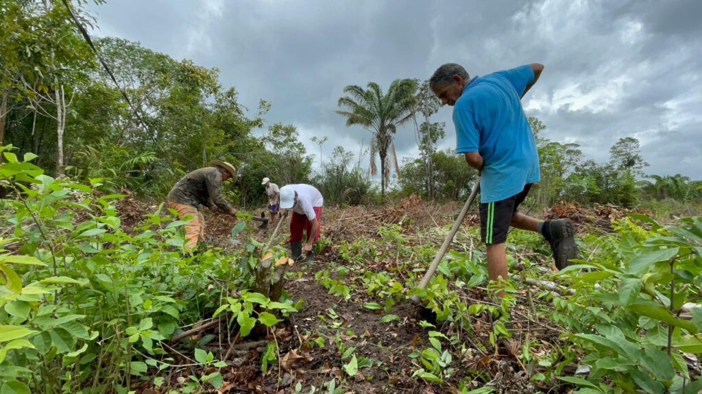 Sistemas agroflorestais alavancam restauração de pequenas propriedades em Paragominas