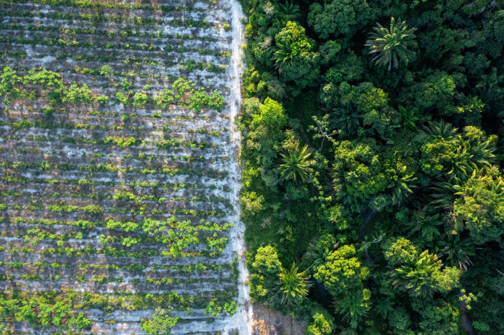 Startup busca parceria com produtores rurais paraenses para alavancar restauração florestal