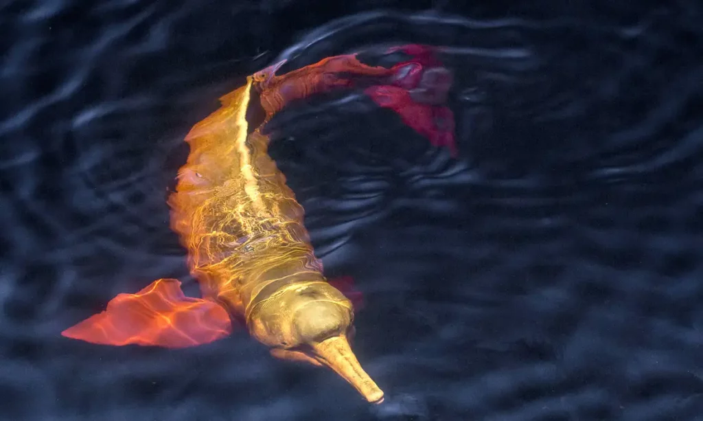 Entenda o que é a COP16, que começa hoje na Colômbia