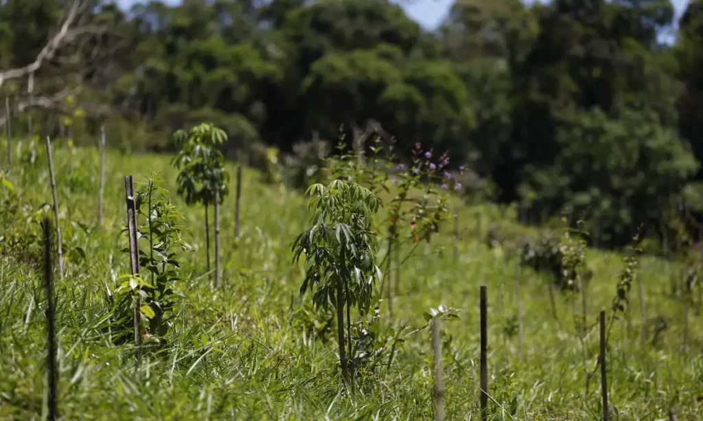 Restauração de florestas no Pará pode gerar mais de 15 milhões de toneladas de alimentos