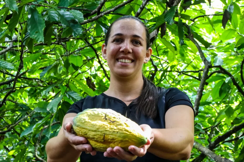 Pará se consolida como referência na produção de cacau cultivado em agrofloresta