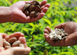 Em quarto leilão, Eco Invest Brasil destrava R$ 13,2 bi para bioeconomia e Amazônia