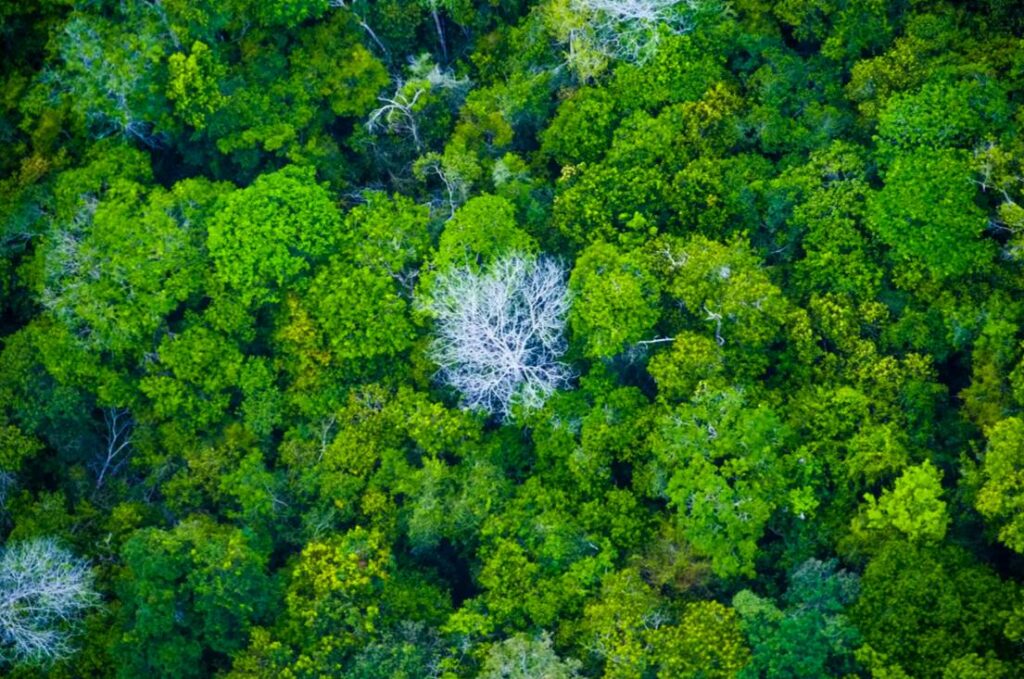 Coalizão BRB mobiliza US$ 2,6 bi para projetos de restauração florestal e bioeconomia no Brasil