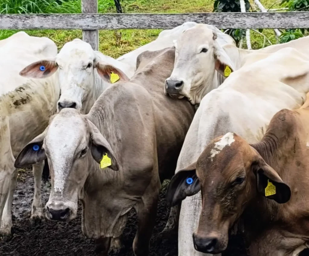 Produtores do Pará conhecem benefícios do programa de identificação individual bovina