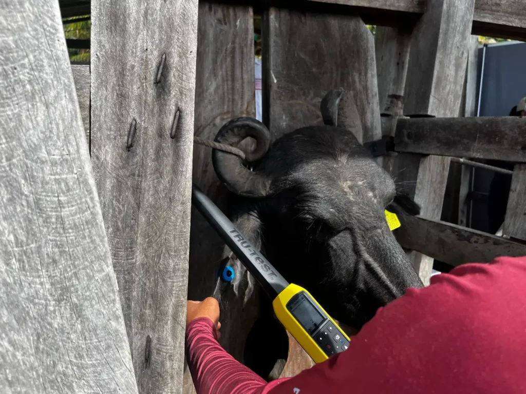 Agricultura familiar no Marajó avança em rastreabilidade de bovídeos