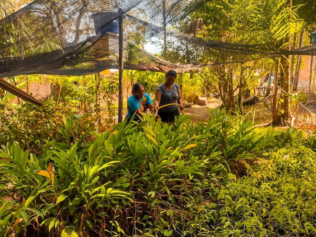 Viveiro comunitário se transforma em laboratório de sustentabilidade e geração de renda no Pará