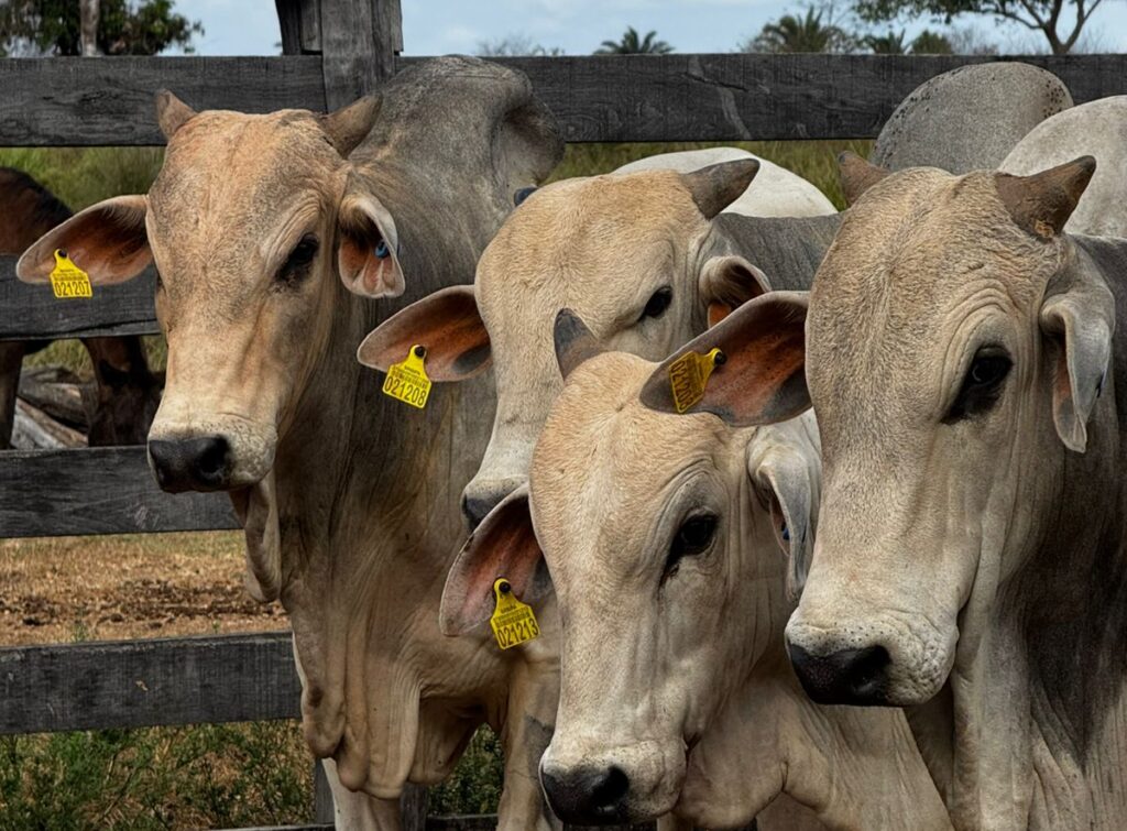 A caminho da COP30, pecuaristas do Pará recebem apoio para elevar a sustentabilidade do rebanho