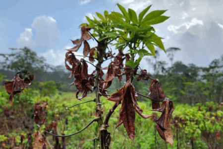 Convênio de R$ 2,2 milhões fortalece defesa contra pragas no Pará