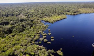 Holanda anuncia US$ 500 milhões em fundo florestal criado pelo Brasil