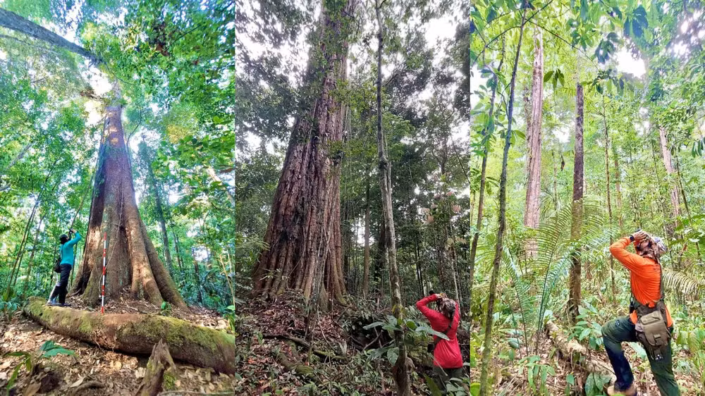 Tesouros escondidos: Amazônia abriga 55 milhões de árvores gigantes