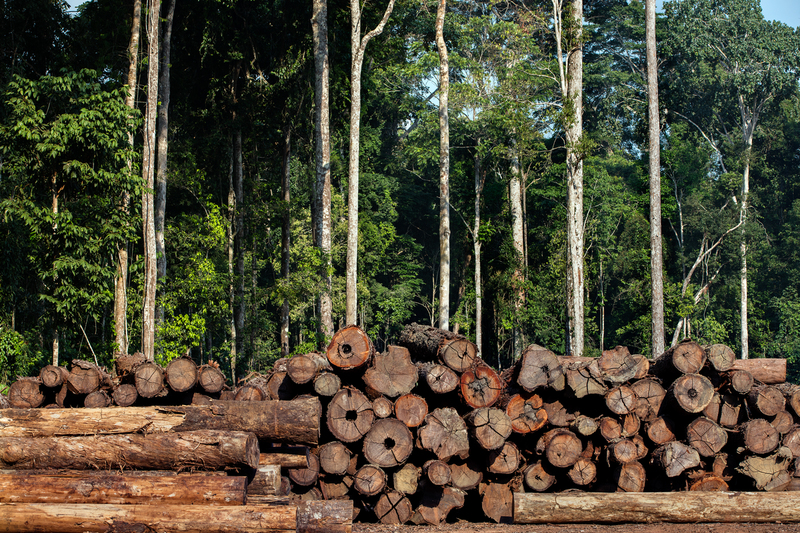 Quase metade da exploração madeireira no Pará é ilegal
