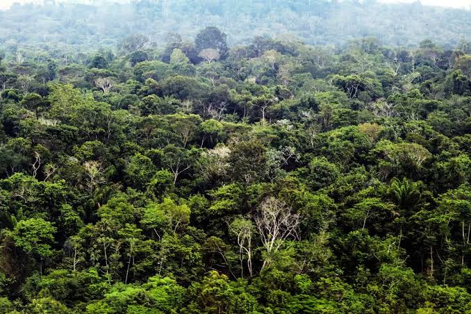 Concessões florestais na Amazônia geram emprego e renda e contém desmatamento, diz estudo