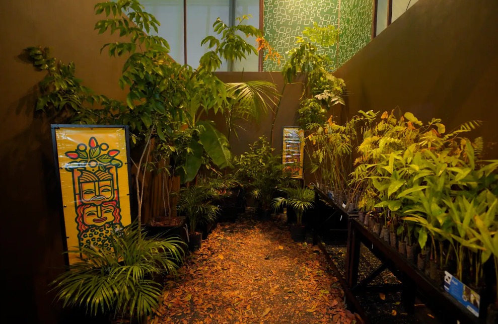 Na AgriZone da COP30, estande recria floresta amazônica e encanta visitantes