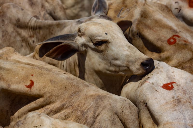 Adesão à rastreabilidade individual ainda é desafio em parte dos municípios paraenses